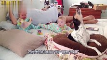 狗子脑袋一仰就开嗓唱歌，双胞胎宝宝很是嫌弃，画面太逗了