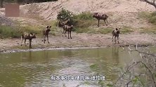 狂妄野犬追杀落单狮子，母狮盯着一只狂咬，野犬惨被狮子当场咬死