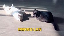 【2只领养猫咪晒太阳】感慨喵生苦短，从被遗弃到重回喵生巅峰