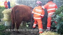 怀孕母牛一头撞进石墙，死活不出来，牛：烦着呢，别理我
