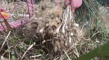 桃子姐去大山挖野藠头，回家搭配土猪腊肉一起炒，看饿了！