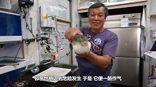 河豚分解前，厨师让它先吃一口胡萝卜，镜头拍下了最萌画面