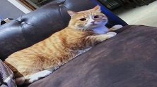 橘猫：这人指定有点猫饼