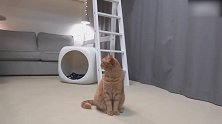 好可爱的猫咪啊，这呆萌的小样子，真是有趣！
