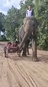 暑假负责看孩子的重任落在这个大家伙身上！泰国 大象