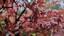 吉安视觉 春雨中的红枫分外妖娆