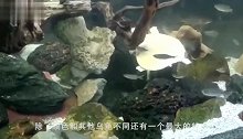 白化病乌龟心脏外露，每一秒都在创造奇迹，在主人帮助下顽强生存