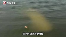 山东一公园水中出现大体型不明物体，当地自然资源局：不像鱼类生物