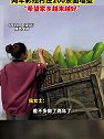 陕西宝鸡：美术生毕业返乡，2年彩绘乡村200余面墙壁