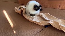 好美丽的猫咪啊，这是谁家的呢真是无敌可爱了！