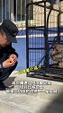 森警救助野生藏猕猴，但总感觉画风不太对…网友：一个进化得快，一个慢一些…