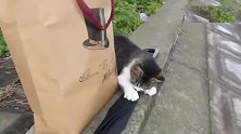 河边吹风遇到一只流浪猫，自来熟的就坐到人腿上！