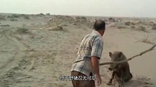 大叔闲来无事，故意挑衅野猪，下一秒才是“精彩”的开始