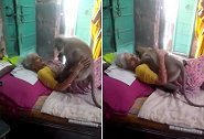 印度：一只猴子跑到居民家，拥抱躺在床上的老妇人
