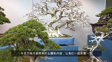 买不起！买不起！殿堂级盆景佳作，大师手笔，一次看个够，精品！