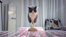 让猫走平衡木，直接给我笑傻了！vlog我的日常 猫