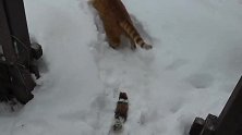 不爱运动的橘猫看见大雪，瞬间就变了个样(1)