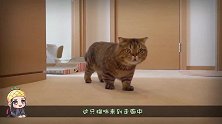 猫咪过路障红线，居然轻松过关简直厉害了，镜头记录全部