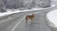 大雪纷飞一只流浪狗在路上晃，好心大叔把它带回家，从此不在流浪