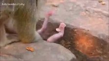 小奶猴一不小心掉下去，猴妈妈紧张不已
