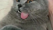 一觉醒来就不是真正的猫了，对不起，麻麻实在没忍住笑出了猪叫！