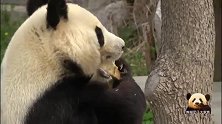 “挖煤”归来的熊猫旦旦，得到半颗竹笋，开心地吃起来，好萌呀！
