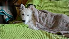 一只享受“洗剪吹”的萨摩耶犬，懒洋洋的样子太萌了
