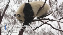 大熊猫在雪中撒欢了！快来围观