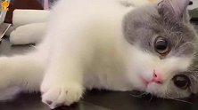 猫咪的手机保卫战：就算我不会用，还不允许我用来磨爪子么？