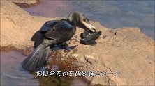 这鱼全身长满盔甲，鸬鹚半天都啃不下一块皮，鸬鹚：我不信这是鱼