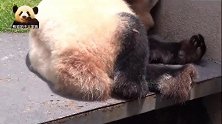 室外气温25度，熊猫结浜已经热到快要融化，废熊姿态好可爱