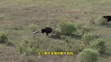 狼群围攻小野牛，牛妈妈挺身而出，与狼群决一死战