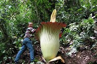 世界上最大的“食人花”，比一个成年人还高大，专以肉为食！