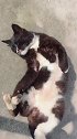 可爱的黑猫警长来：跳只小野猫