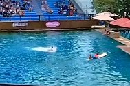 美国迈阿密海洋馆一只海豚表演中意外失控，突然攻击训练师