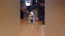 猫咪又搞“突然袭击”，这下把宝宝坑惨了，要哭了！