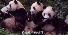 熊猫妈妈不要团子了，小团子哭个不停，最后一幕暖化了！