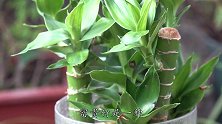 富贵竹“龟速”生长，3种材料加进去，嗖嗖狂长