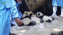 不知道篓子里有啥好东西，大熊猫宝宝一个个的抢着往里钻