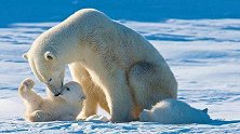 新研究：全球变暖致冰层减少难以觅食 北极熊或在本世纪末灭绝