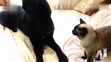 凶神恶煞的卡斯罗，被猫咪打了两下马上就不干了，网友：太会撒娇