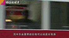 “冬虫夏草”为什么比黄金还贵？了解一下它们的生长过程就知道了