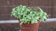养网纹草，不用苔藓，用这果壳，不烂根，叶子美出新高度