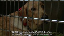 这只拉布拉多口味不寻常，吞下了自己的寝具，主人很担心