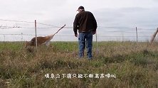 一只小鹿被铁丝网困住，好心男子相救，最后结局或许引人深思