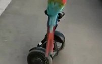 简直无敌了，鹦鹉不但会骑平衡车，还会会车让路！