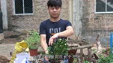 1种“酸水”养蟹爪兰，分化花芽加快，蹭蹭长不停