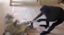 猴子暴打猫，有仇吗？