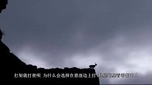 自然界的生死决斗，俩山羊在海拔万米悬崖边打架，一失足成千古恨
