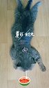 夏天我的猫咪都是这样度过的